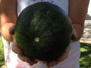homegrown watermelon